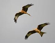 RedKite 34